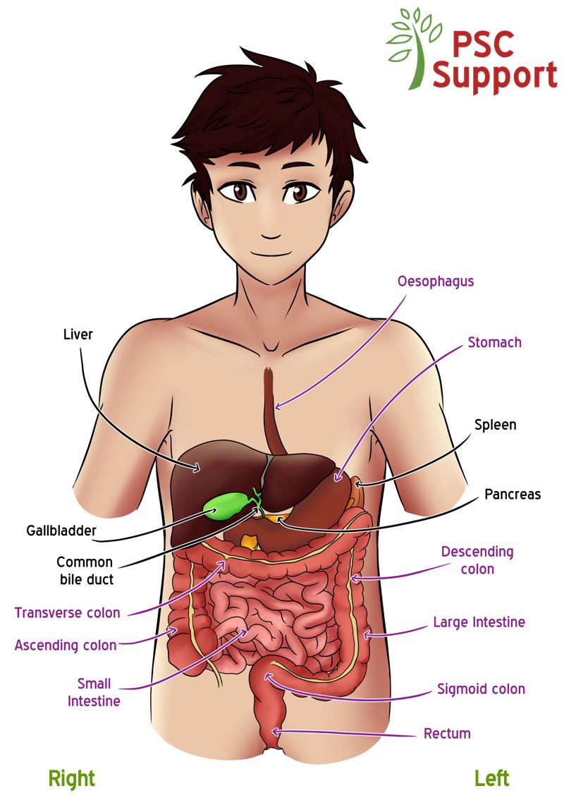 Location of liver and bile ducts