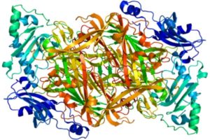 VAP-1-protein